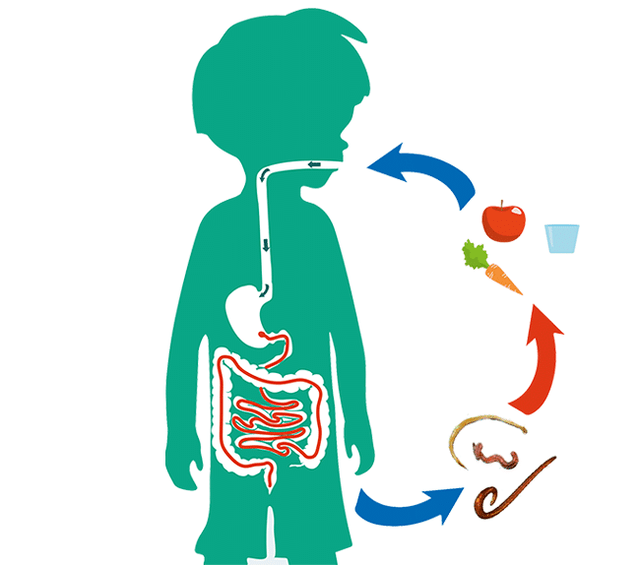 vías de infección humana por parasitos
