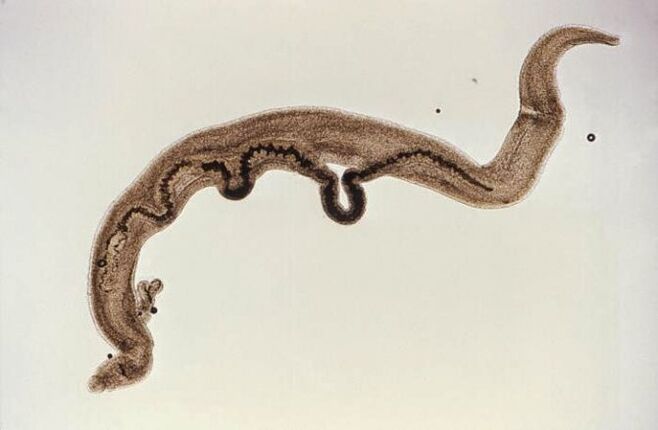 Parasito Schistosoma dentro do corpo