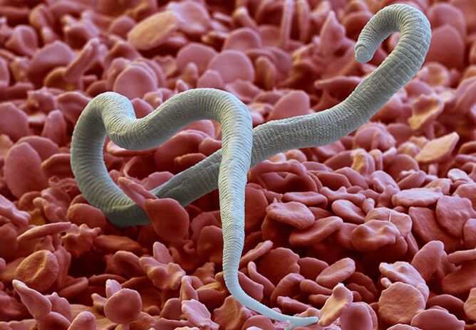Verme parasitario que se alimenta do corpo humano